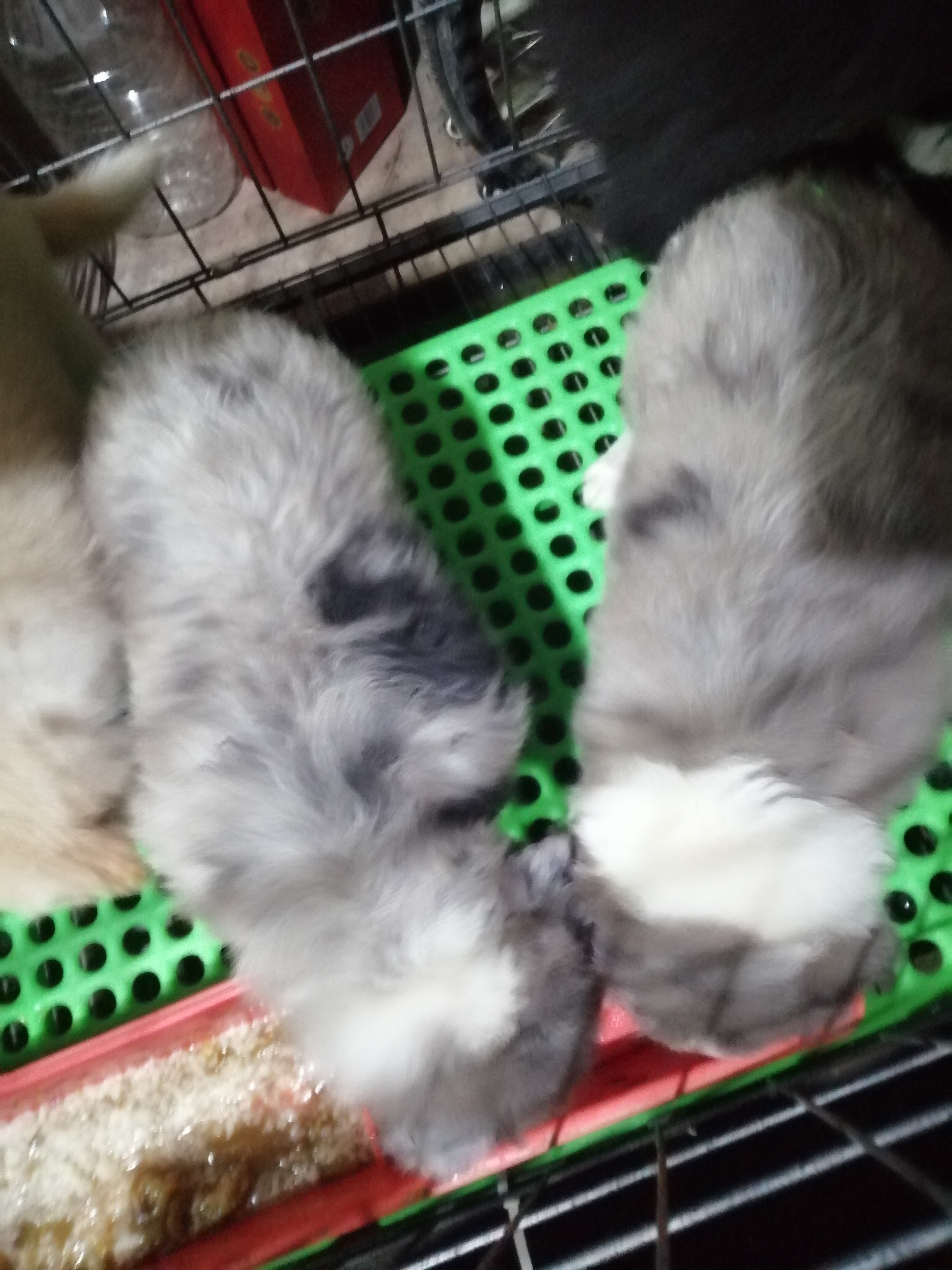大骨架极品边牧幼犬两个月，包活包健康，3个月犬瘟细小